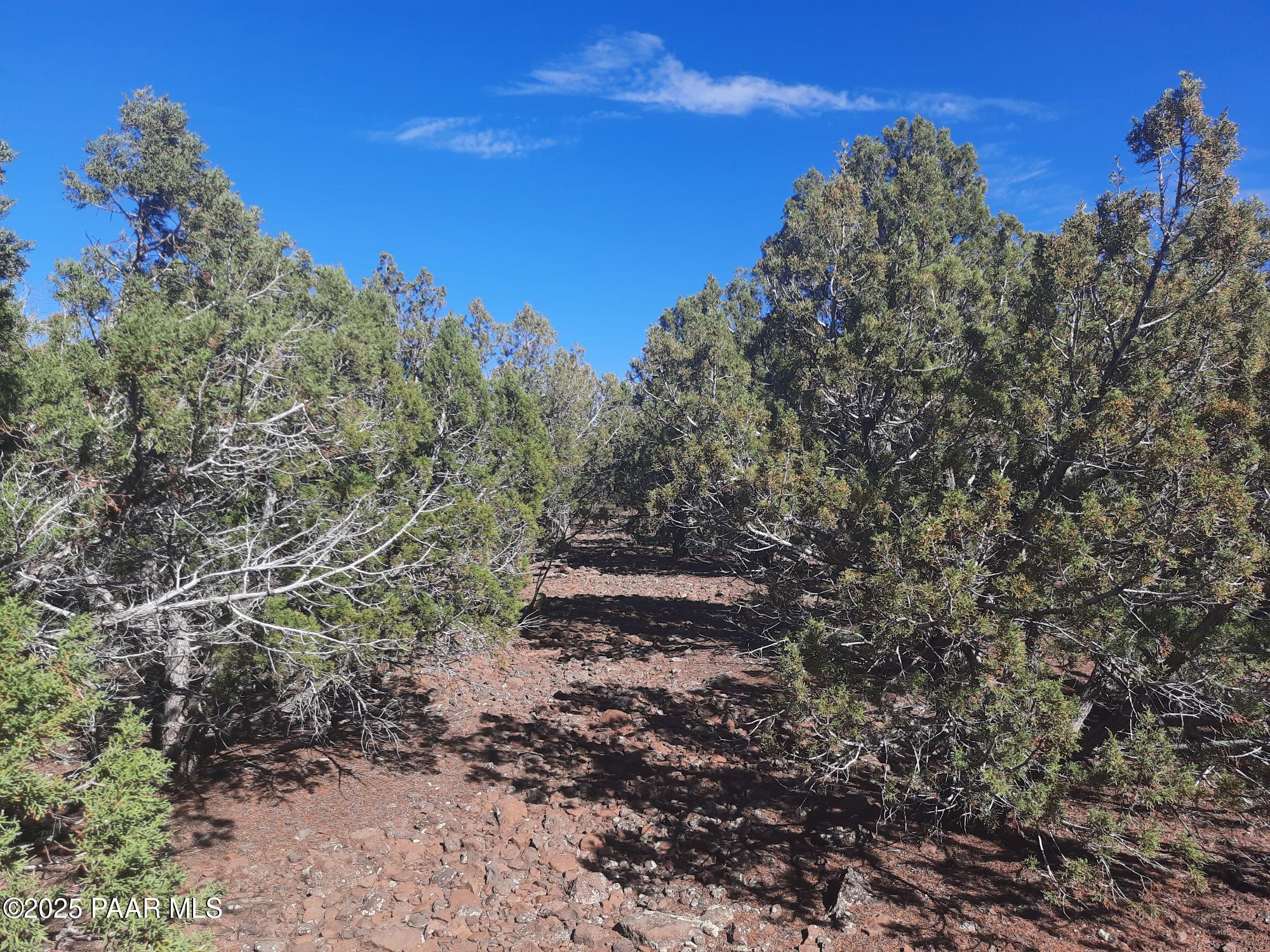 Lot 602 North A N Edge Ridge Road Seligman, AZ 86337 - Photo 6 of 11 a view of a yard with a tree