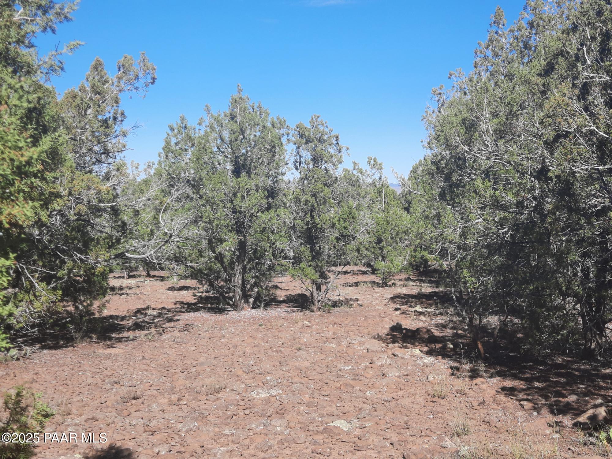 Lot 602 North A N Edge Ridge Road Seligman, AZ 86337 - Photo 7 of 11 a view of outdoor space with trees all around