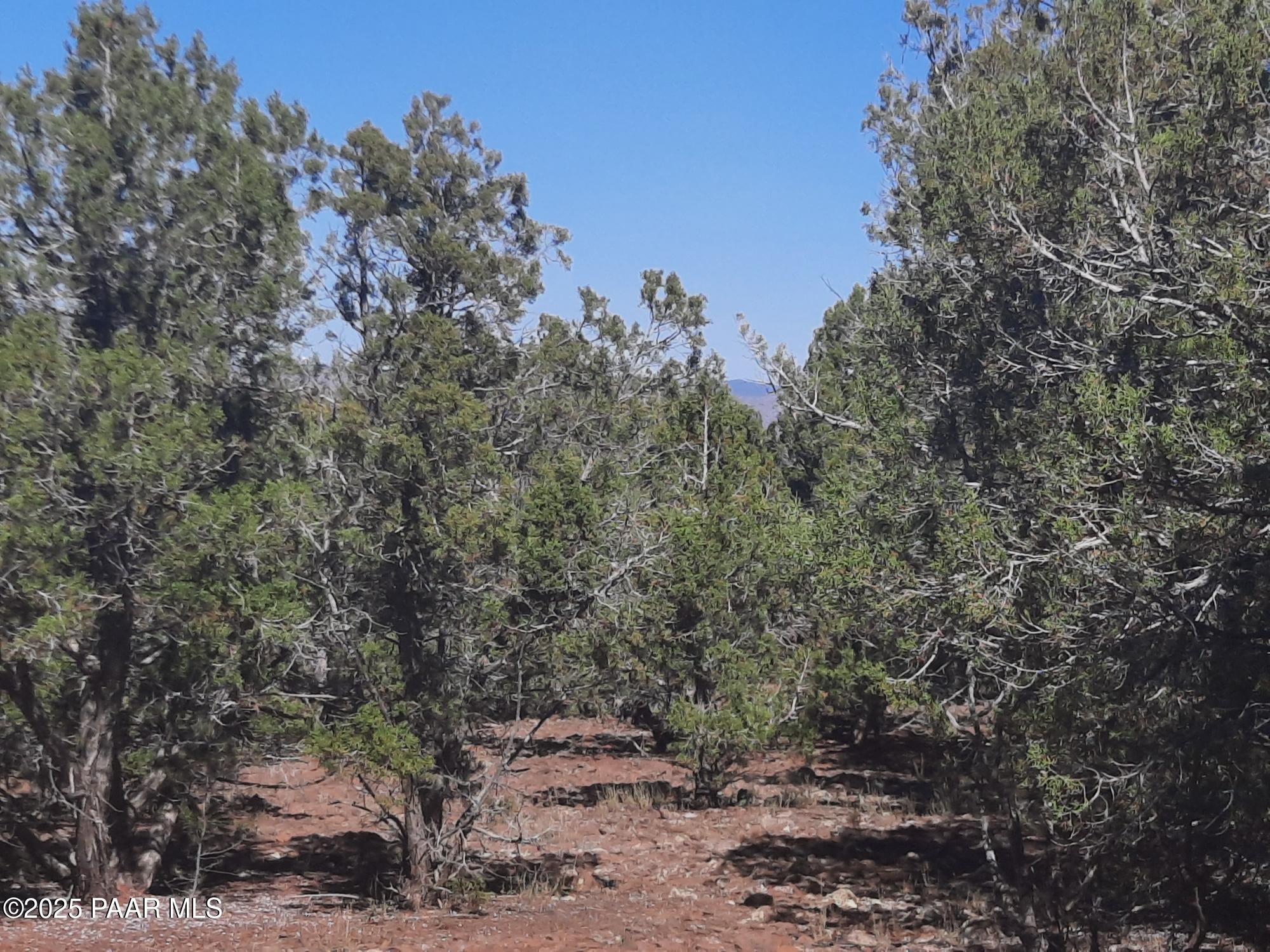 Lot 602 North A N Edge Ridge Road Seligman, AZ 86337 - Photo 8 of 11 a view of a forest with trees in the background