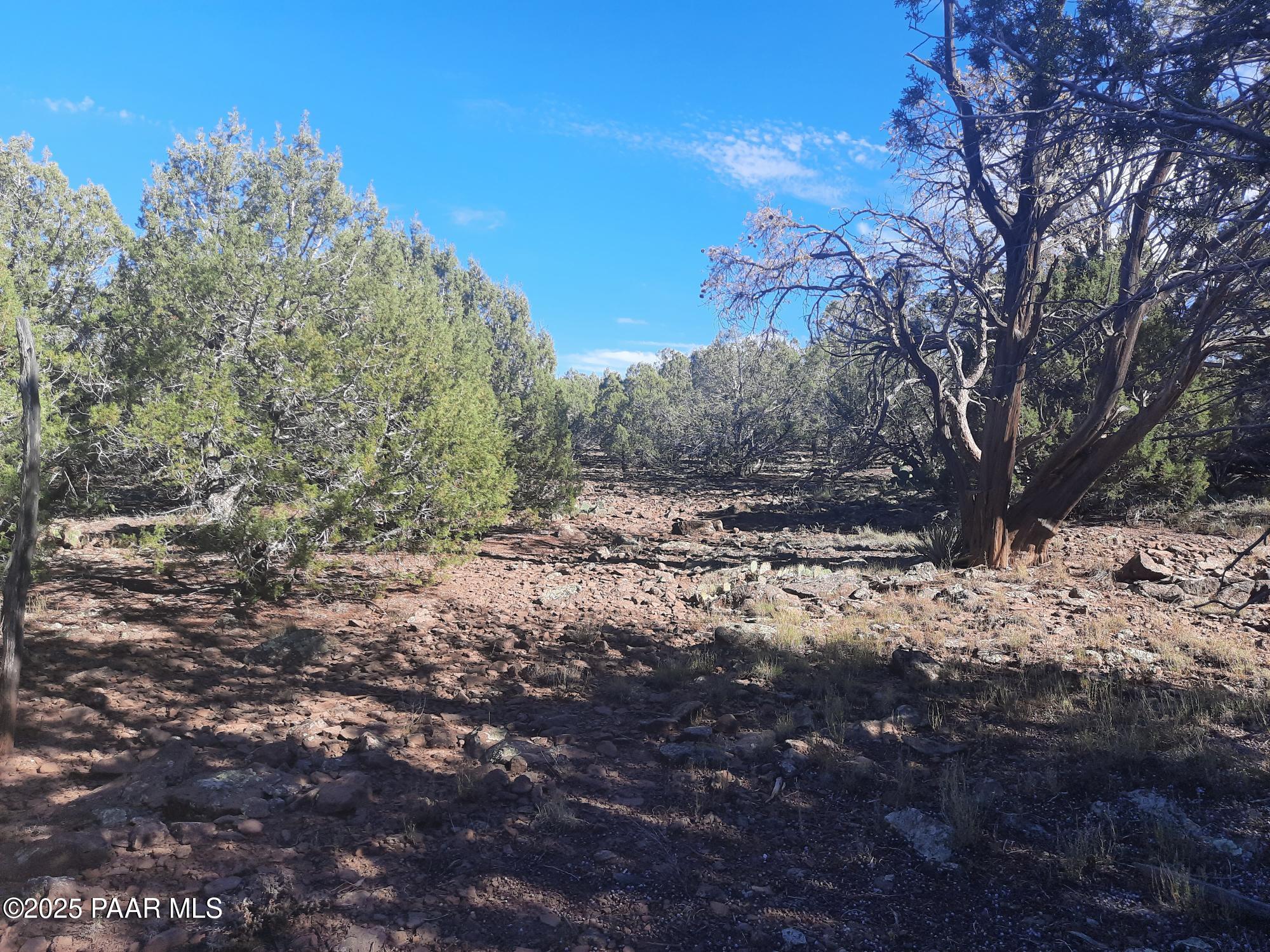 Lot 602 North A N Edge Ridge Road Seligman, AZ 86337 - Photo 10 of 11 a view of a forest covered with trees
