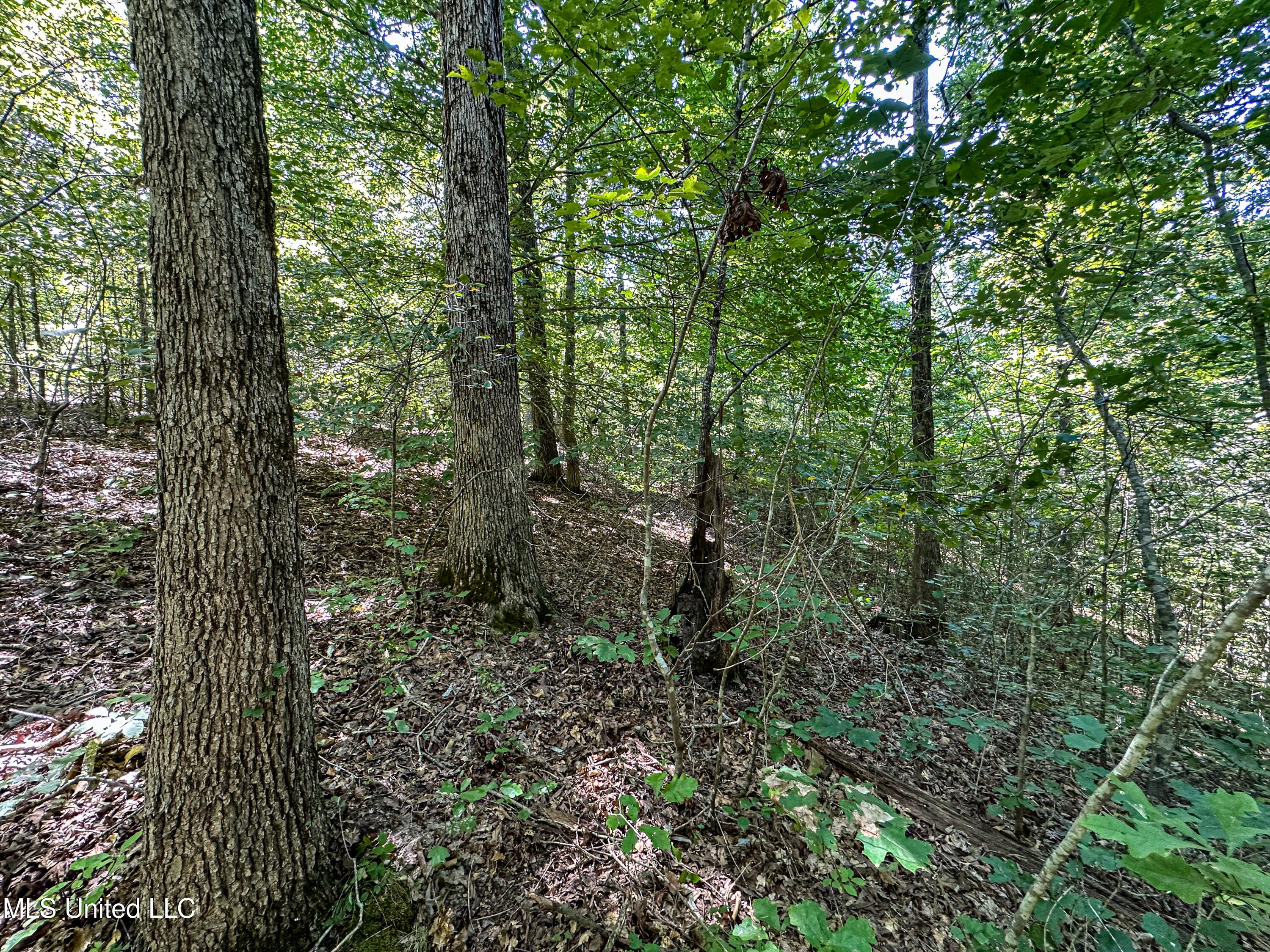 2295 Chapman Road Falkner, MS 38629 - Photo 2 of 48 IMG_5685