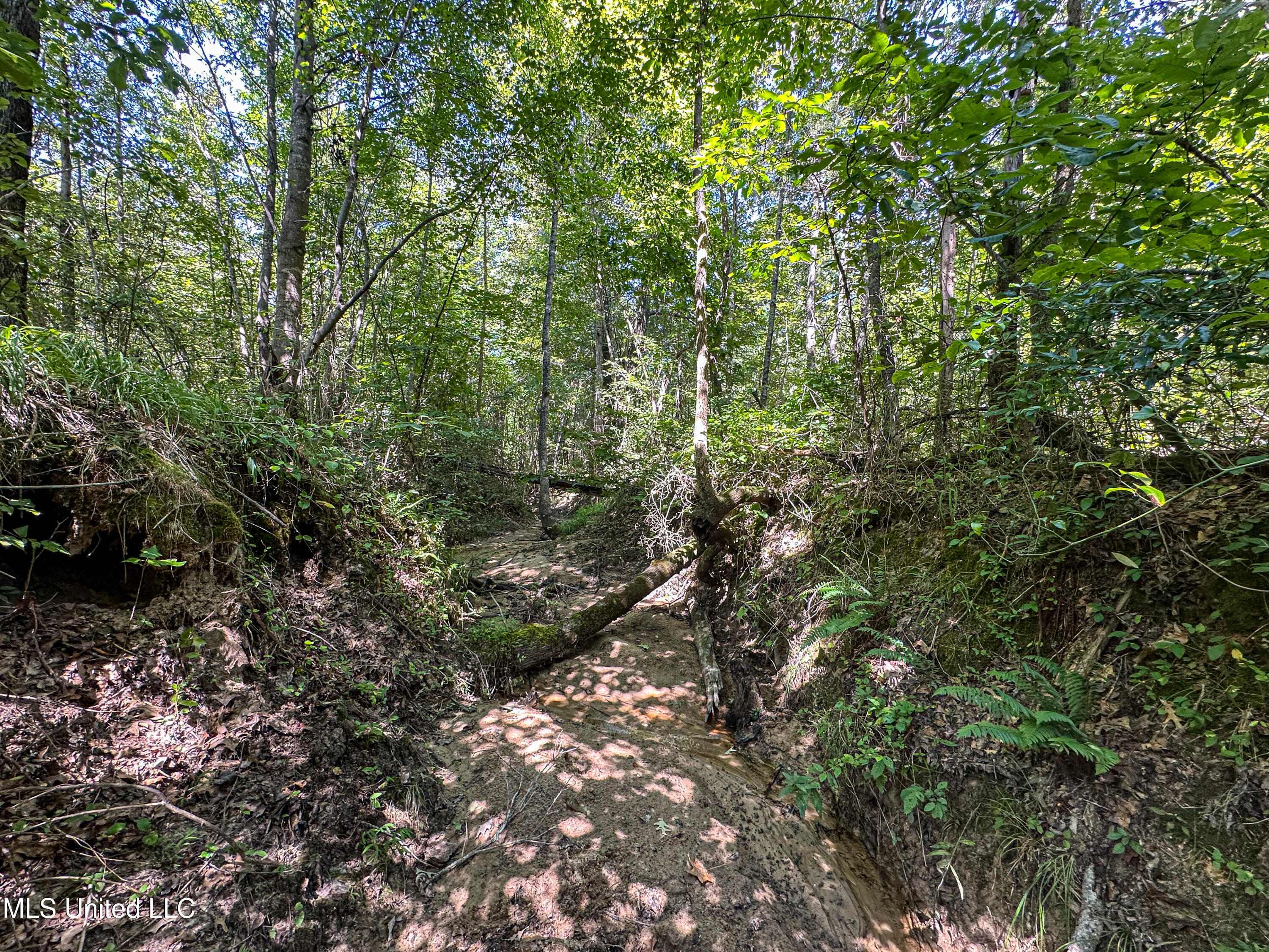 2295 Chapman Road Falkner, MS 38629 - Photo 22 of 48 IMG_5695
