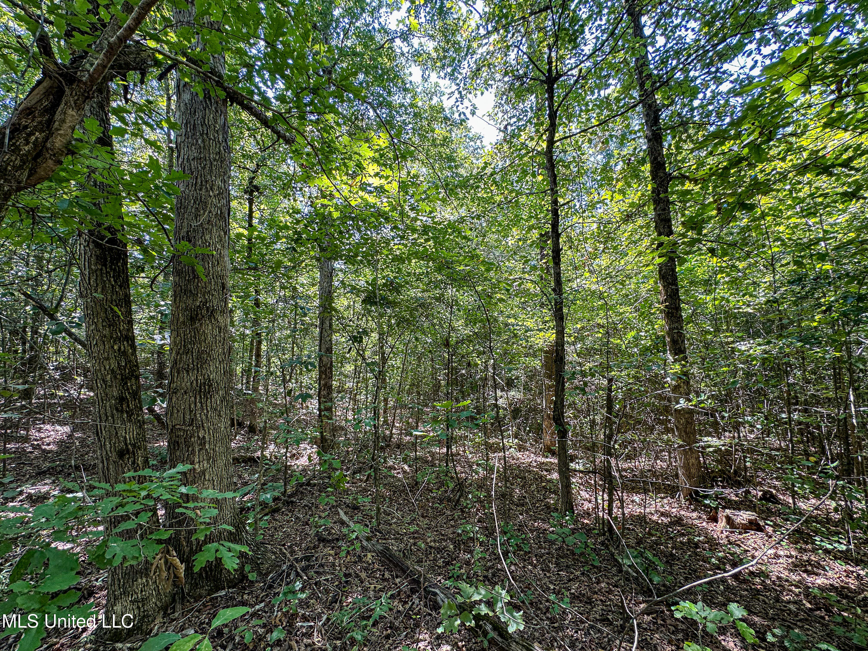 2295 Chapman Road Falkner, MS 38629 - Photo 29 of 48 IMG_5682