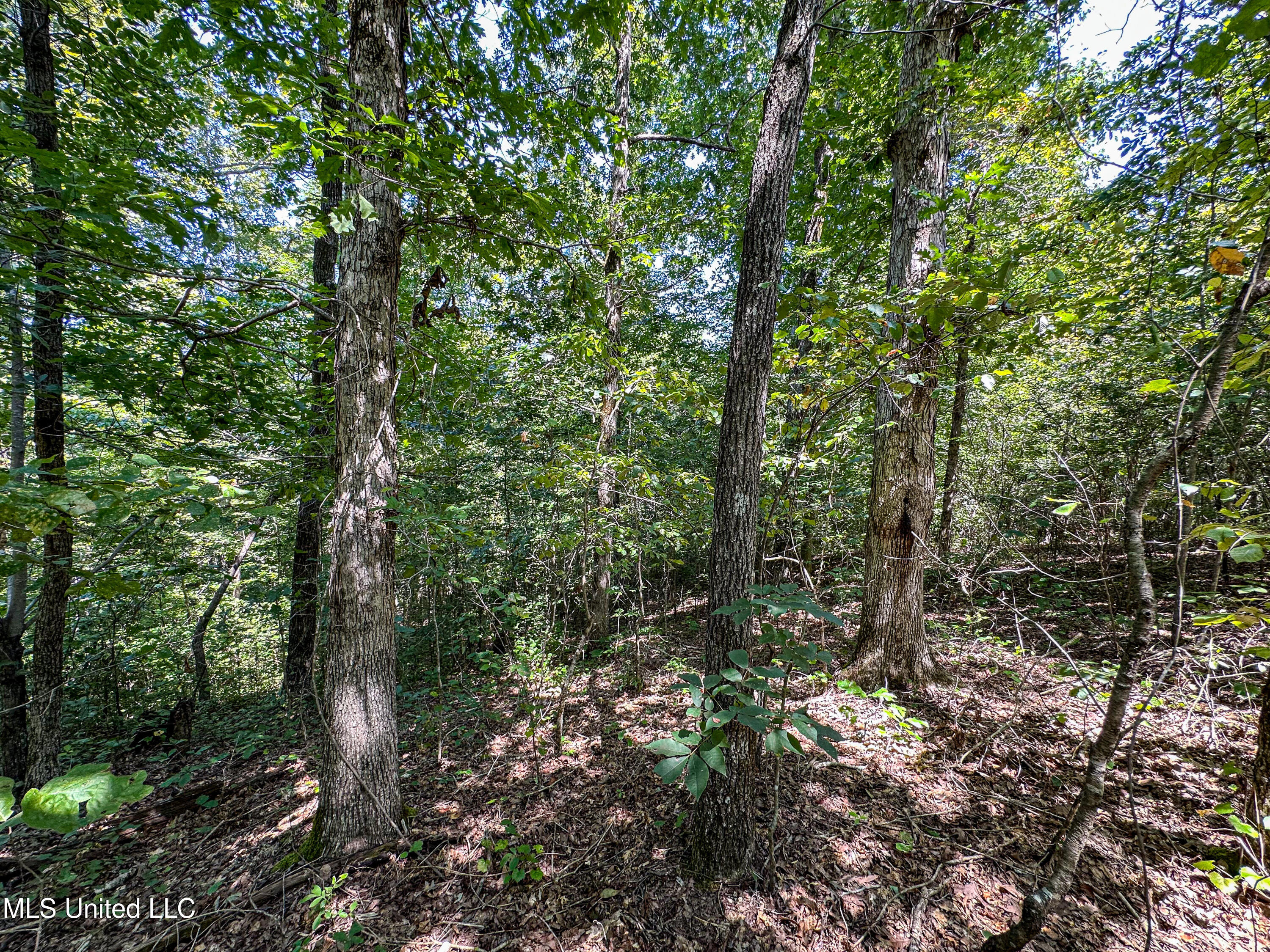 2295 Chapman Road Falkner, MS 38629 - Photo 30 of 48 IMG_5683