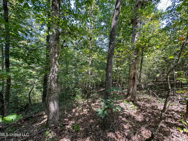 $355,000 | 2295 Chapman Road, Falkner, MS 38629