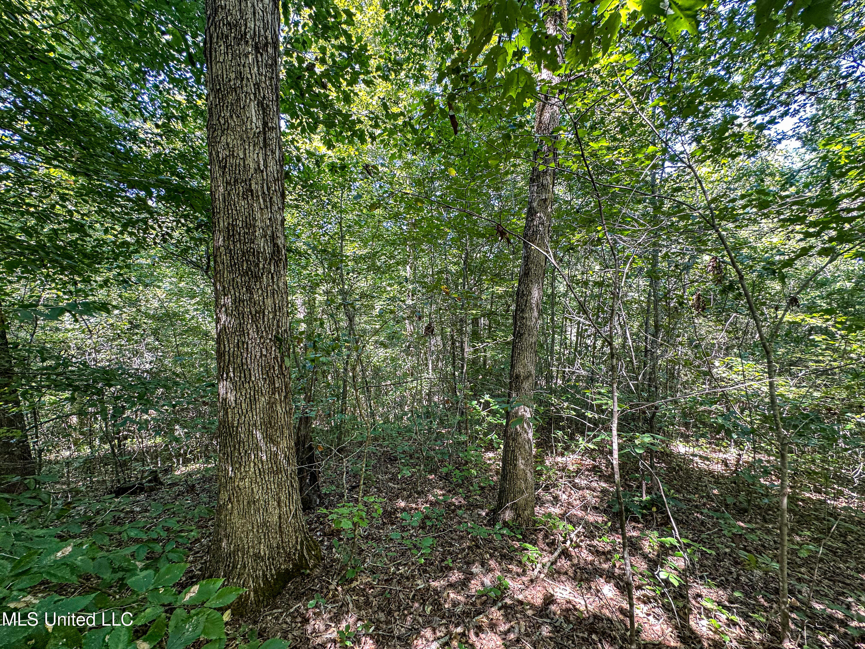2295 Chapman Road Falkner, MS 38629 - Photo 32 of 48 IMG_5684
