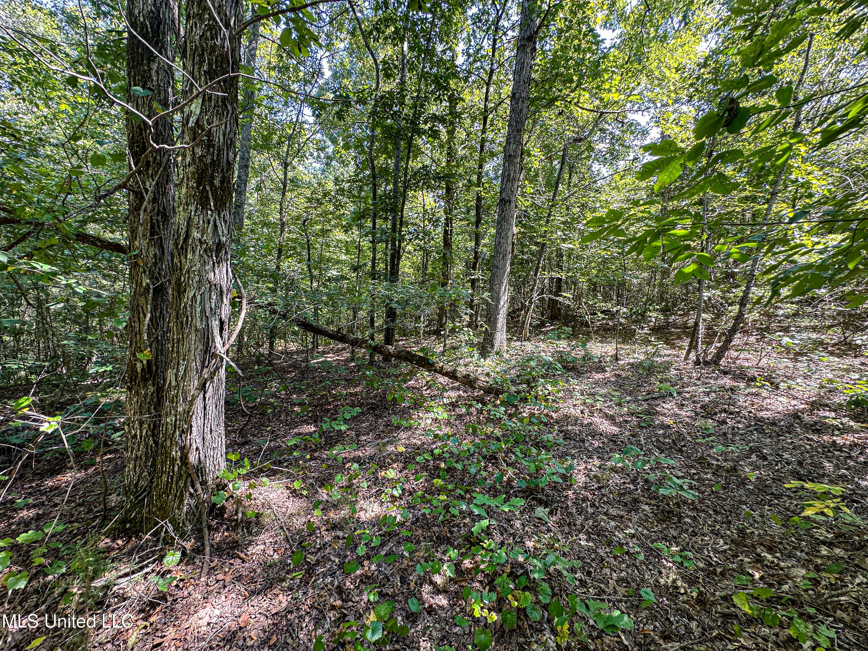 2295 Chapman Road Falkner, MS 38629 - Photo 34 of 48 IMG_5686