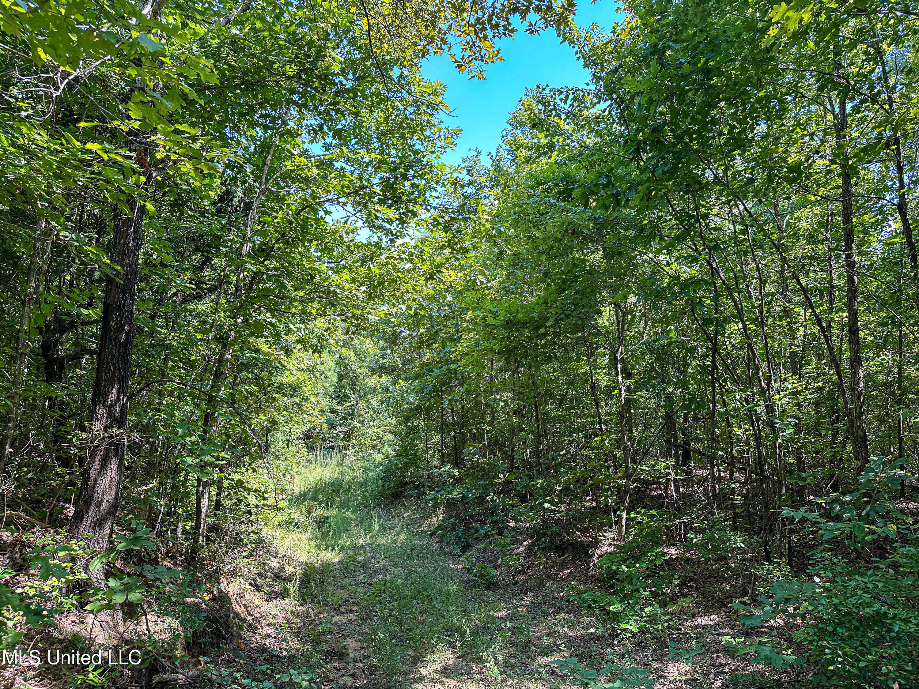 2295 Chapman Road Falkner, MS 38629 - Photo 38 of 48 IMG_5691