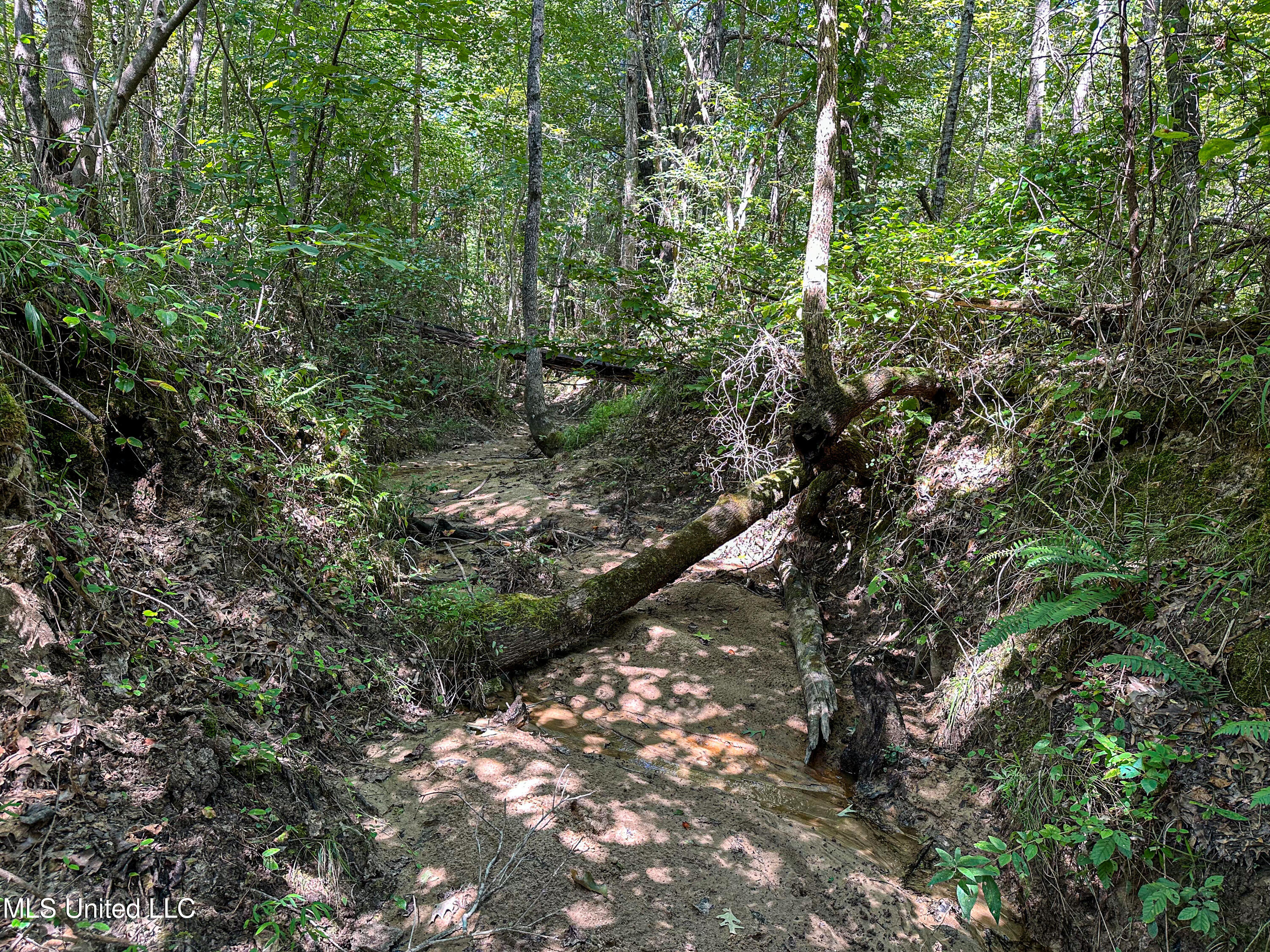 2295 Chapman Road Falkner, MS 38629 - Photo 44 of 48 IMG_5696
