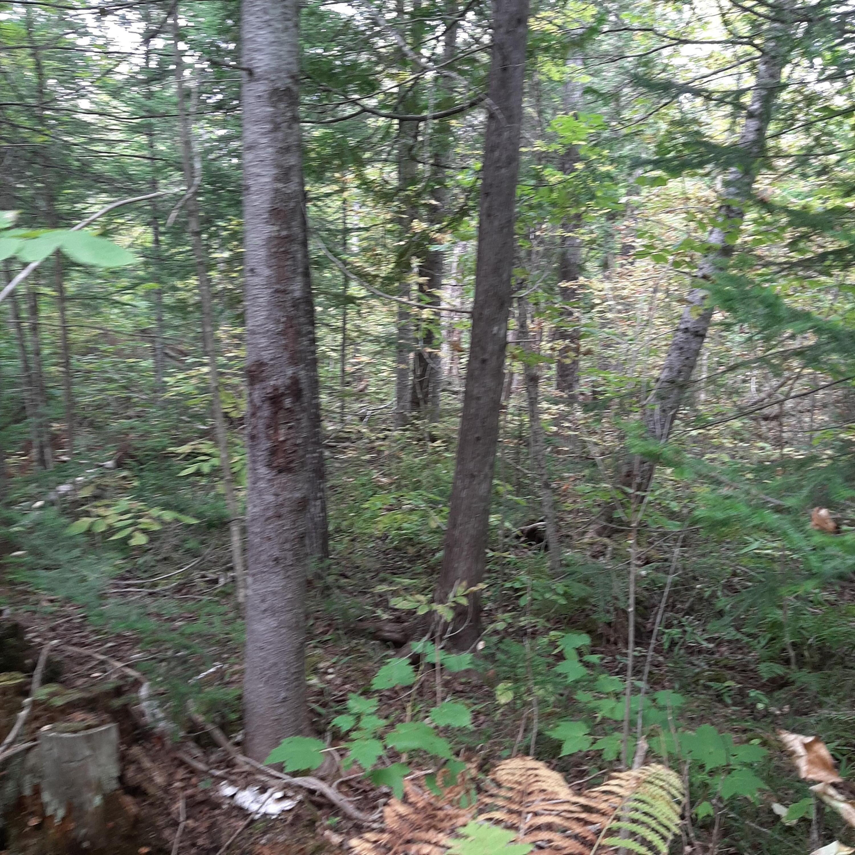10-11 Grindstone Road Stacyville, ME 04777 - Photo 5 of 7 20220912_154911