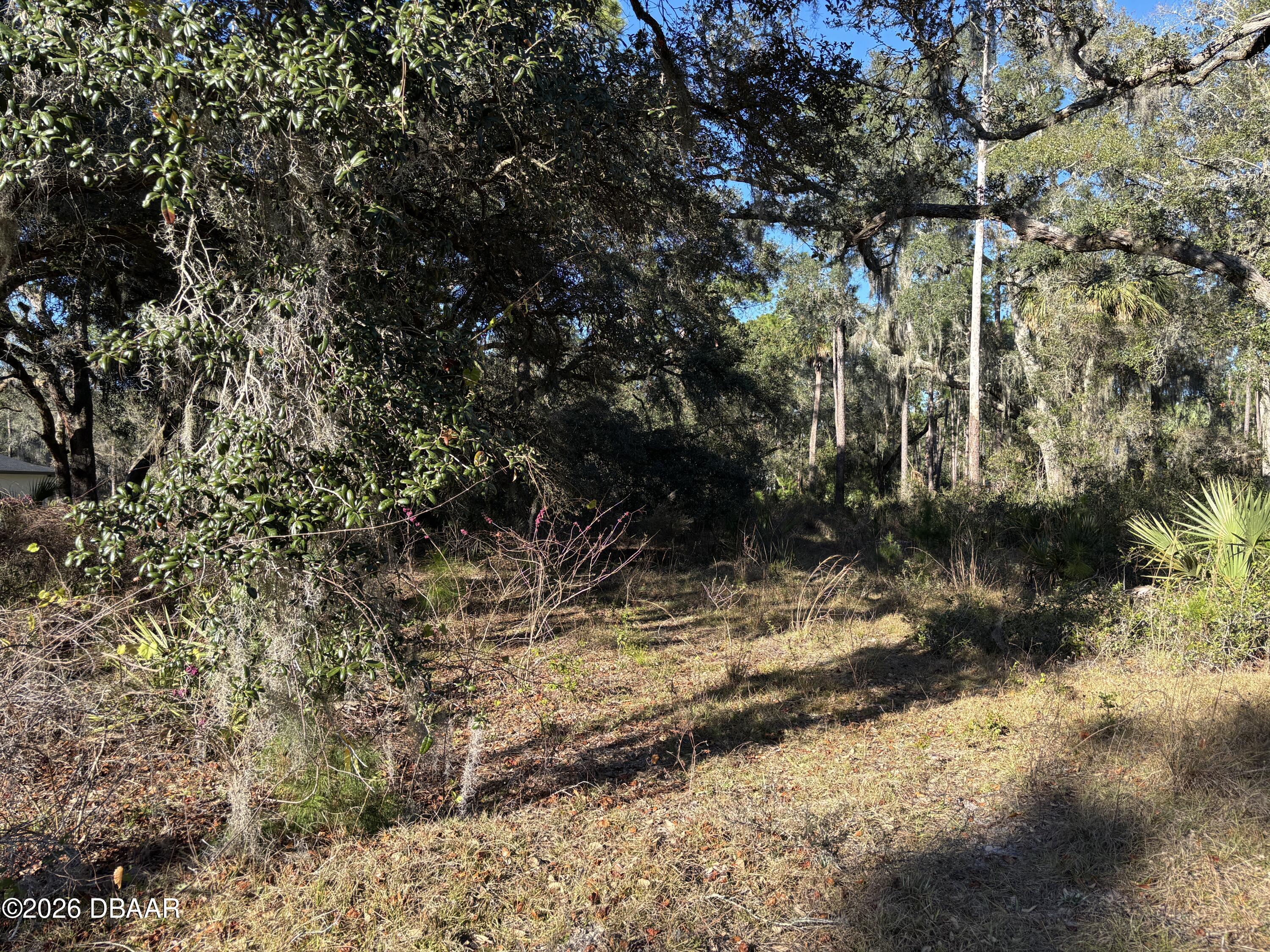 0 Saffron Avenue Eustis, FL 32736 - Photo 4 of 7 a view of a yard with trees
