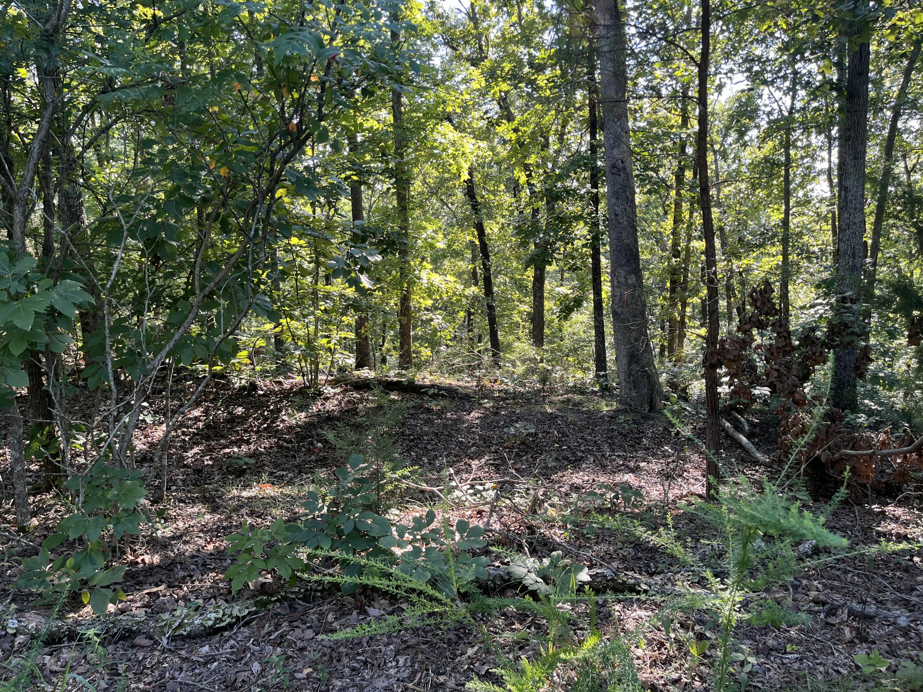 Lot 81 Waterfowl Road Murray, KY 42071 - Photo 7 of 20 IMG_9385