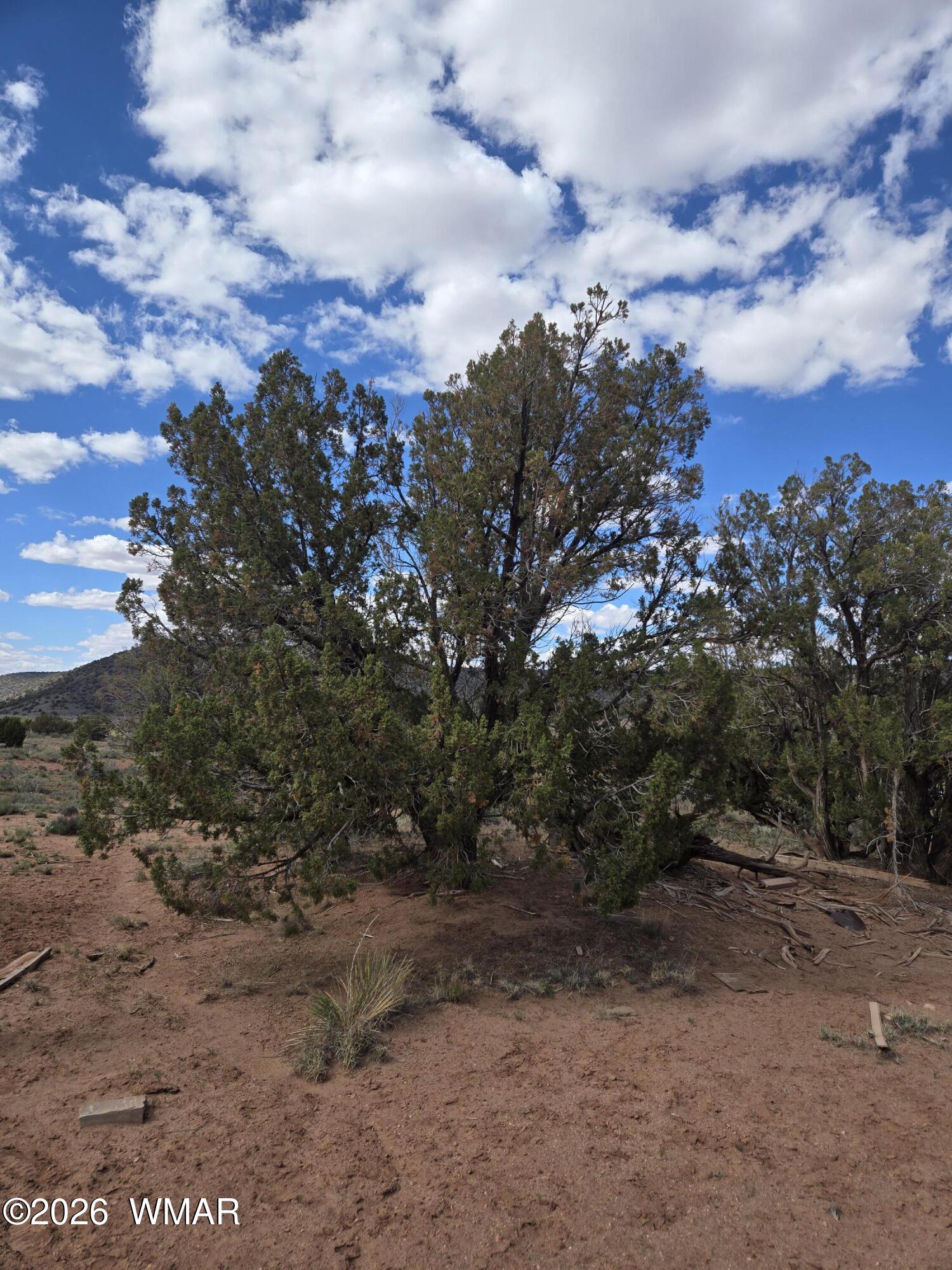 3977 Aztec Road Snowflake, AZ 85937 - Photo 10 of 13 a view of a yard with a tree