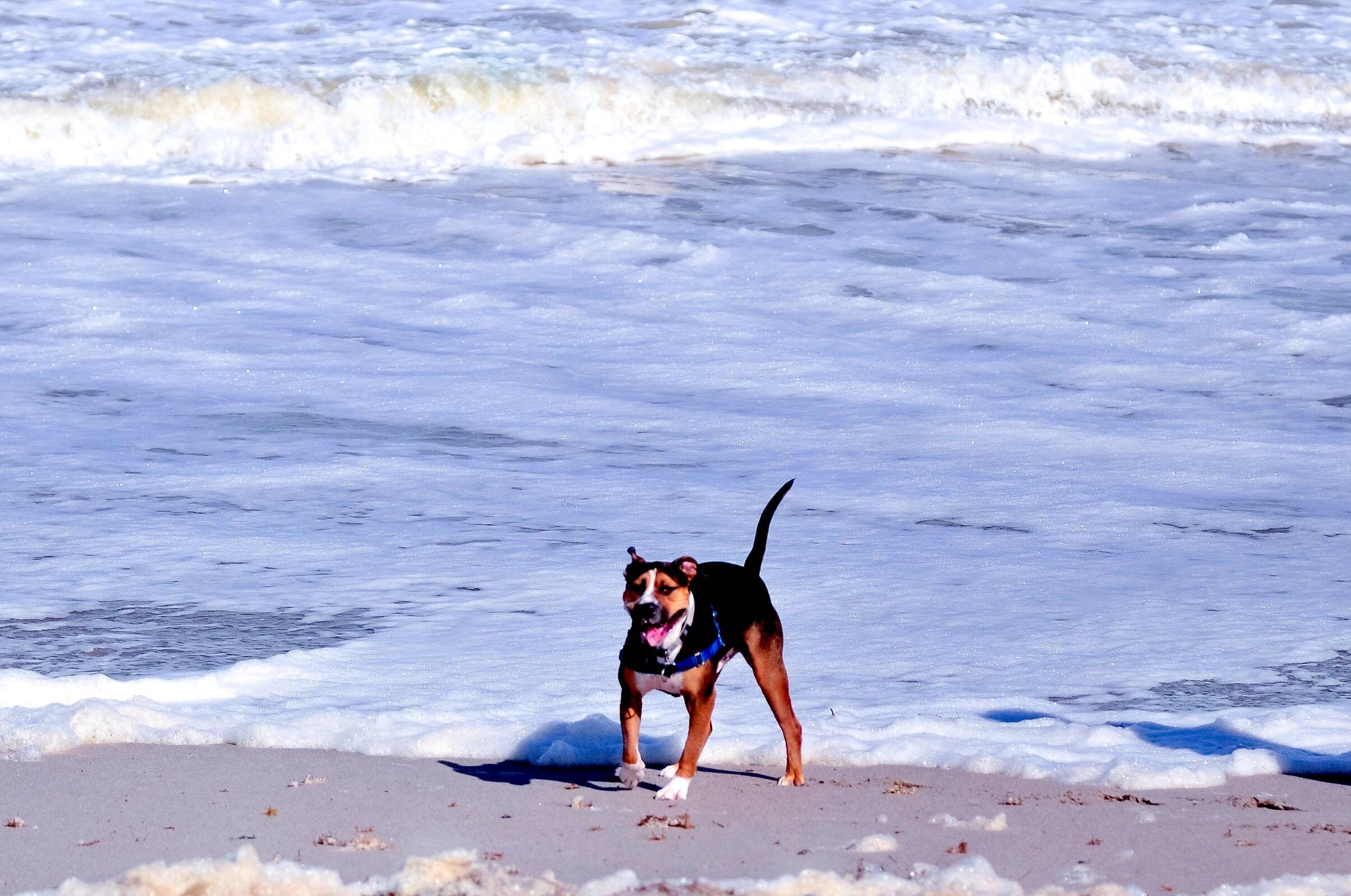 2033 Staysail Lane Jupiter, FL 33477 - Photo 31 of 40 a view of a backyard