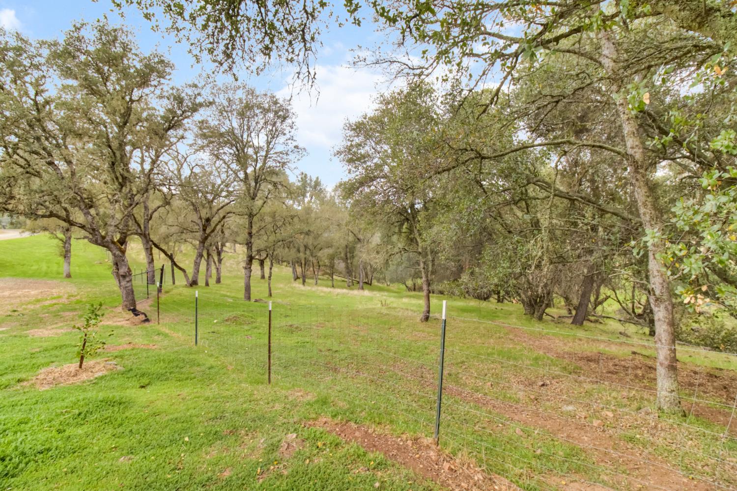 22800 Latrobe Road Plymouth, CA 95669 - Photo 55 of 81 a view of a yard with a tree