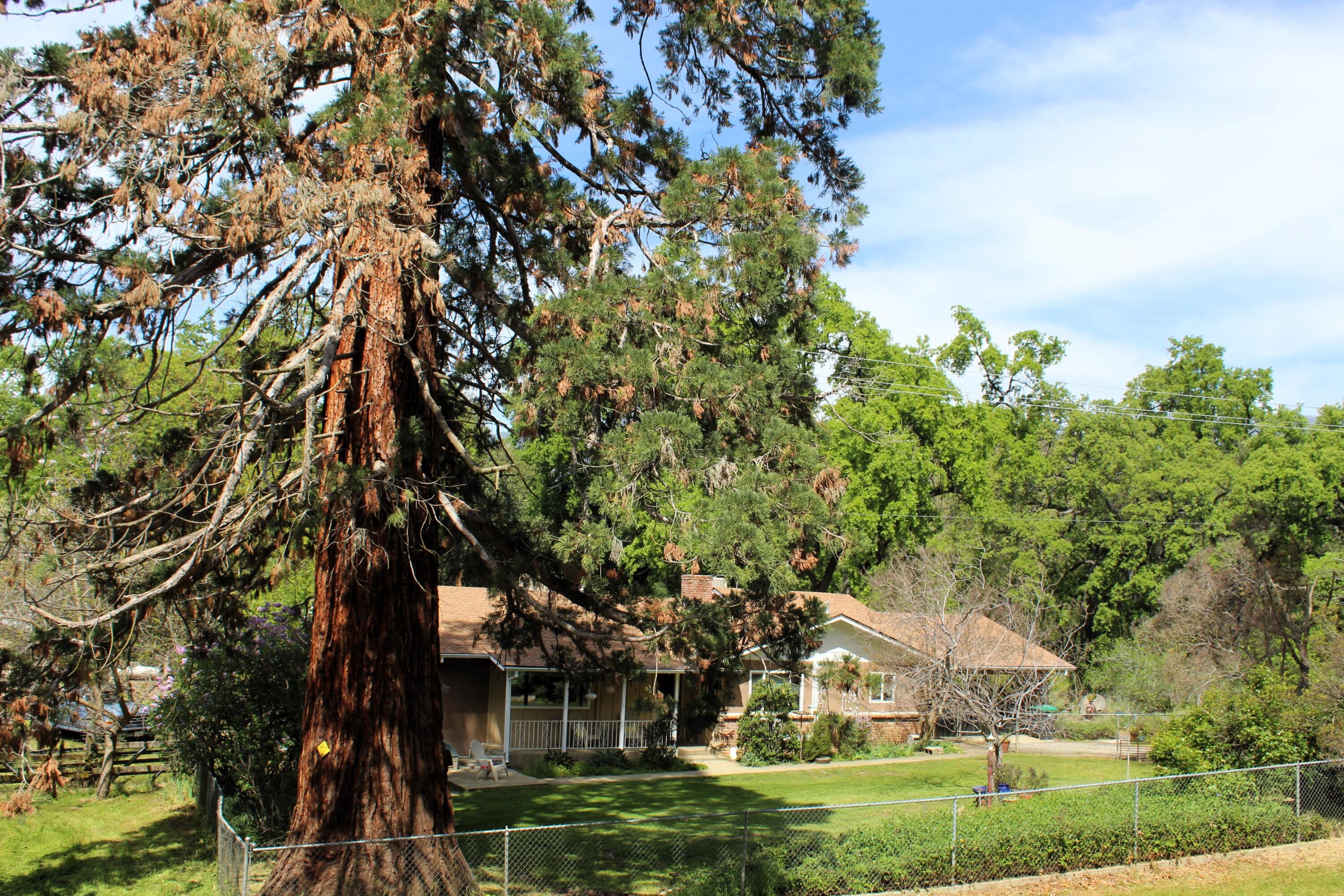 43670 Balch Park Road Springville, CA 93265 - Photo 3 of 43 IMG_5896
