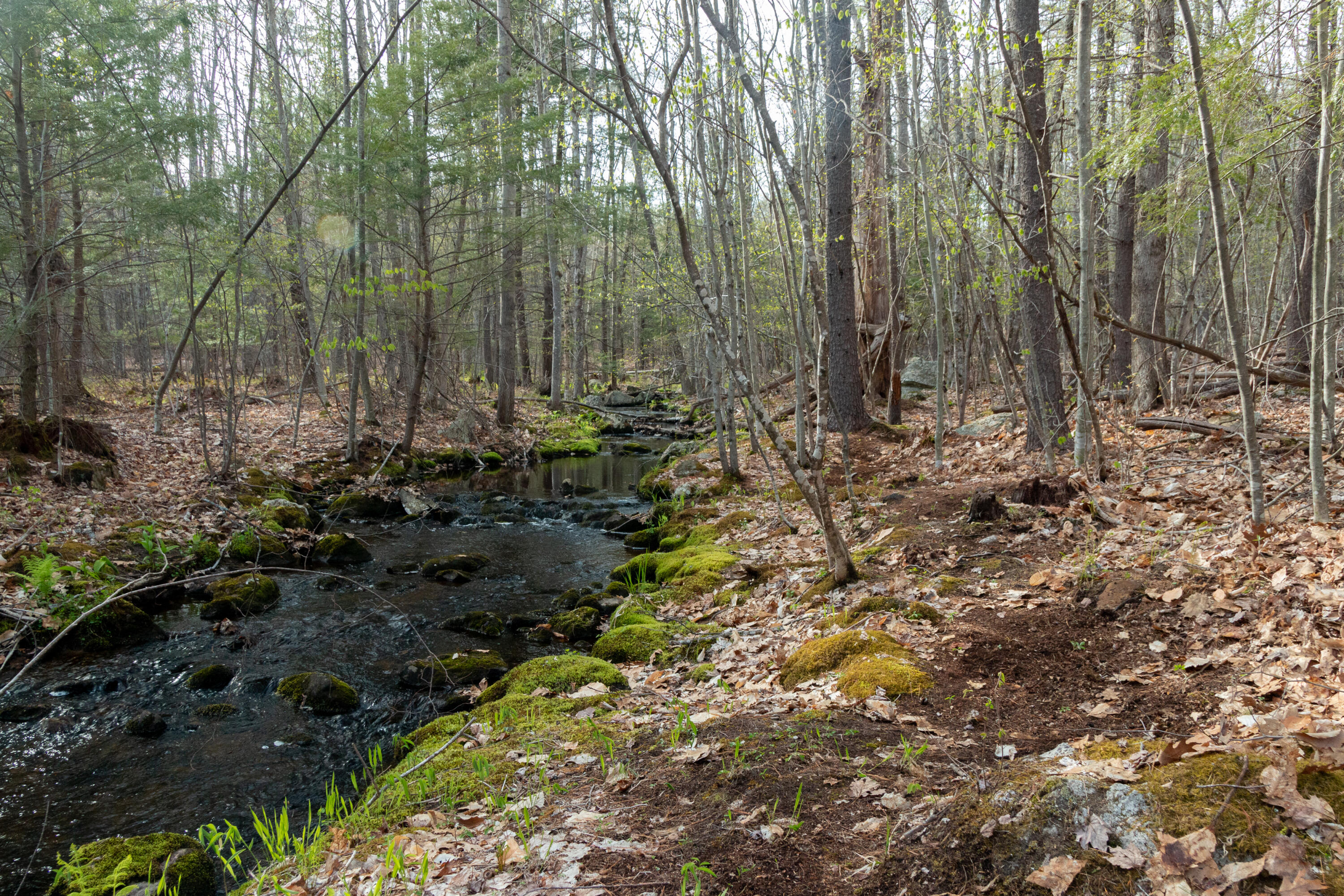 19 Yeaton Hill Road Springvale, ME 04083 - Photo 40 of 43 Smith Nature Trais (2 of 4)