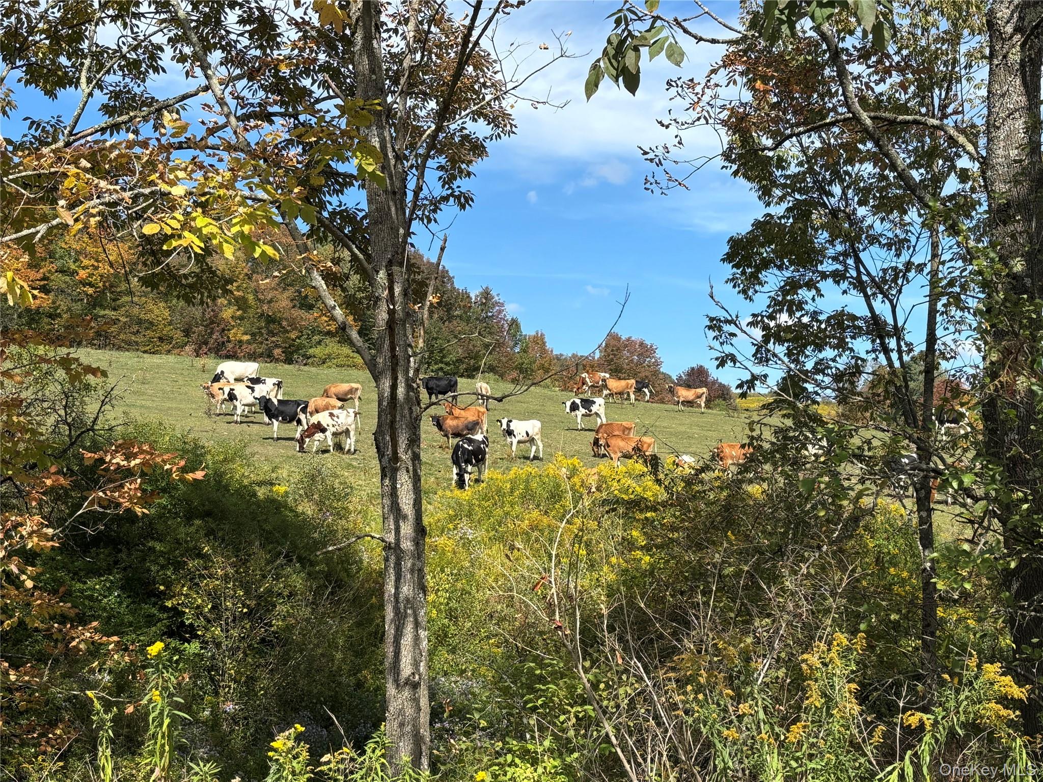413 Middlefield Road Cooperstown, NY 13326 - Photo 5 of 23 Farm land across the street