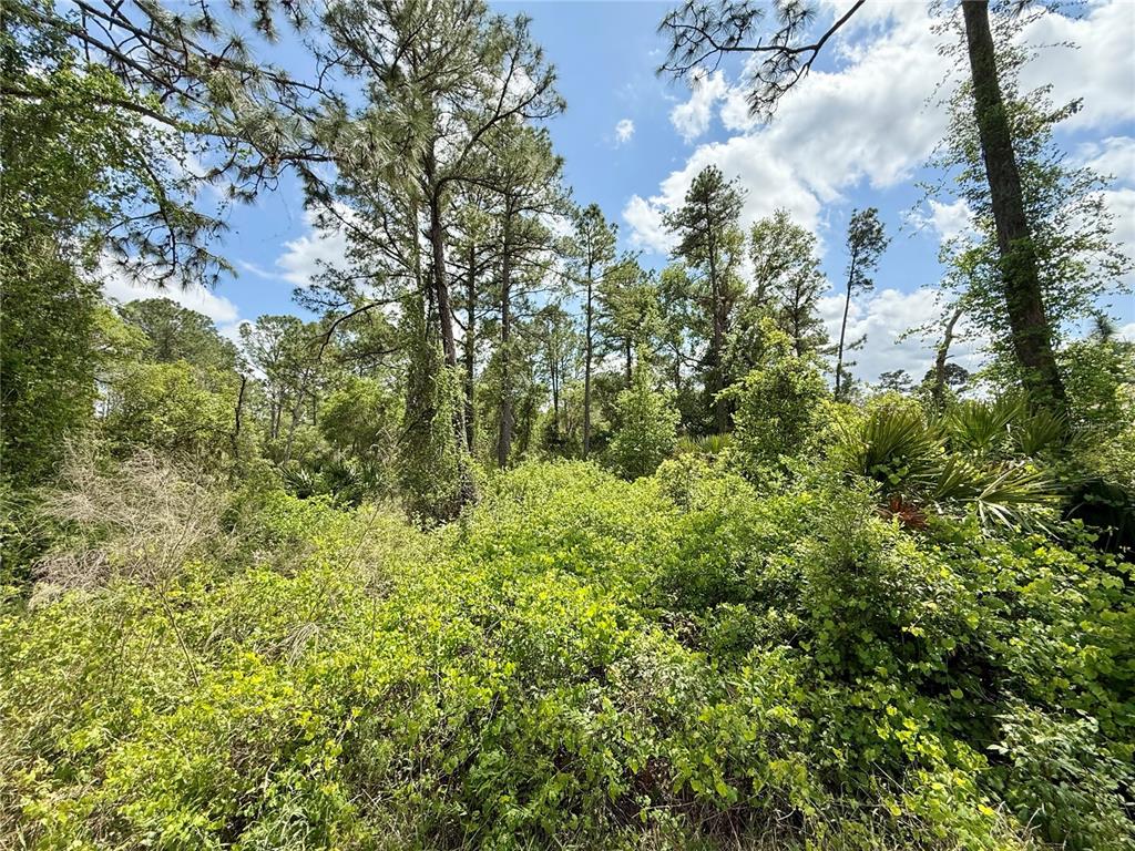 2 Quince Avenue Eustis, FL 32736 - Photo 11 of 22 a view of a garden