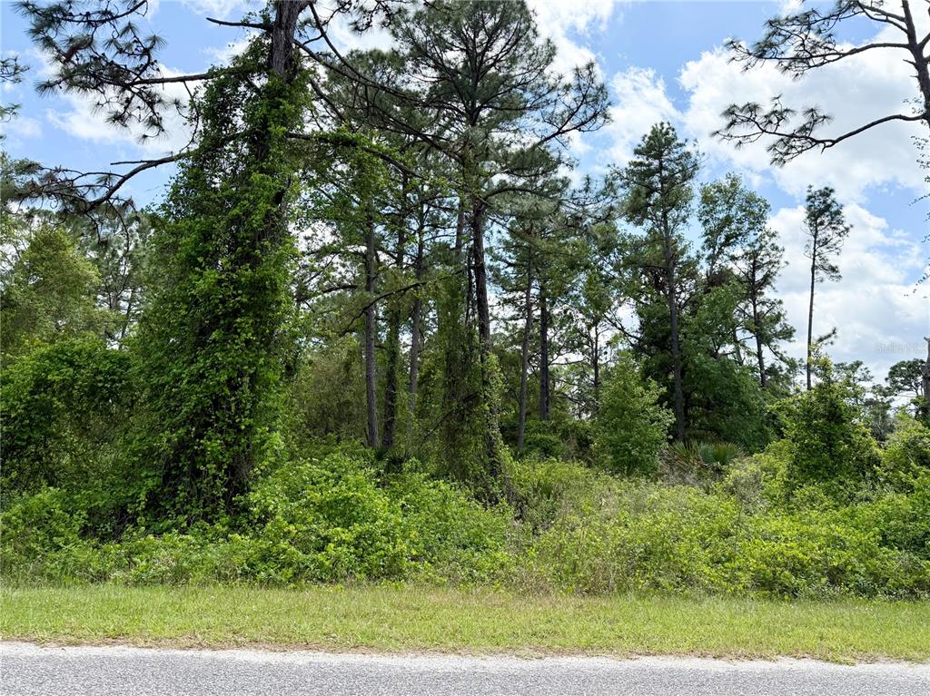 2 Quince Avenue Eustis, FL 32736 - Photo 14 of 22 a view of a lush green forest