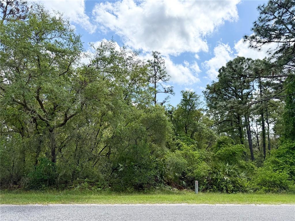 2 Quince Avenue Eustis, FL 32736 - Photo 4 of 22 a view of a yard with a trees
