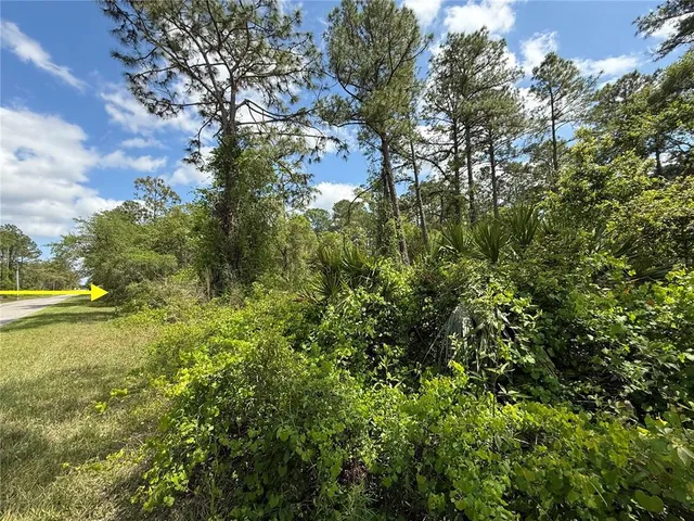 a view of yard with large trees and plants