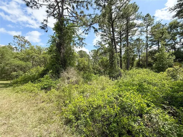 a view of a lush green forest with large trees