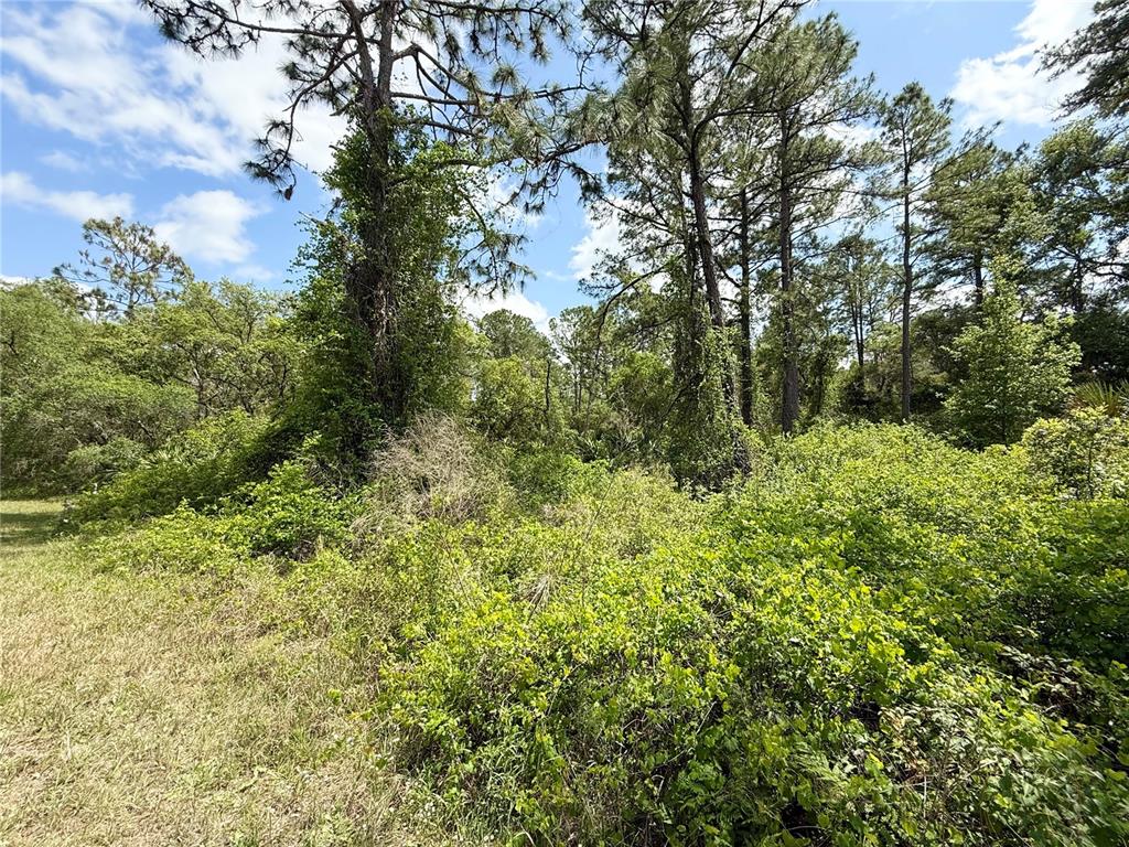 2 Quince Avenue Eustis, FL 32736 - Photo 10 of 22 a view of a lush green forest with large trees