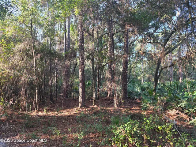 a view of a tree with a yard