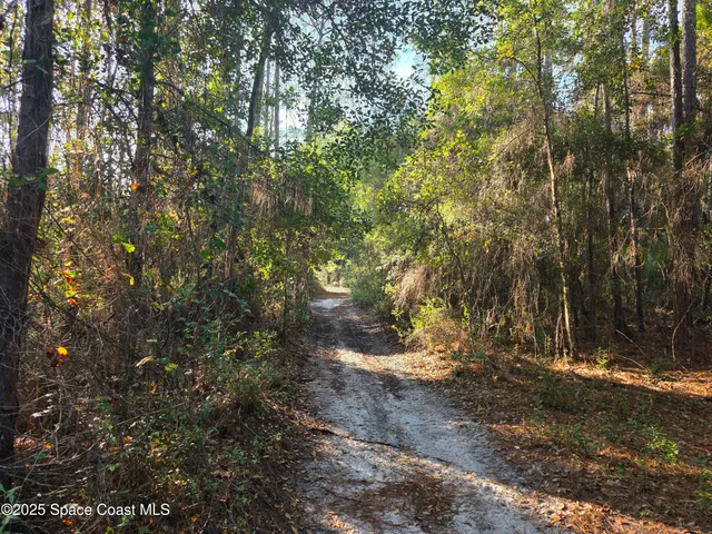 a view of a forest with trees in the background