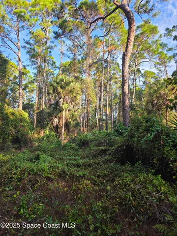 a view of a yard with plants and trees