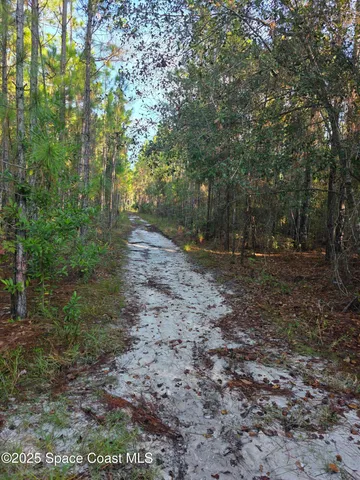 a view of a yard with large trees