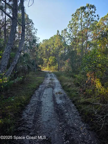 a view of a yard with trees