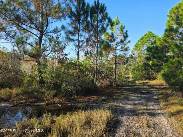 a view of a forest with trees in the background