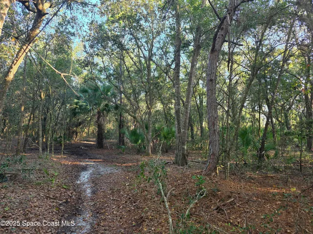 a view of a yard with lots of trees