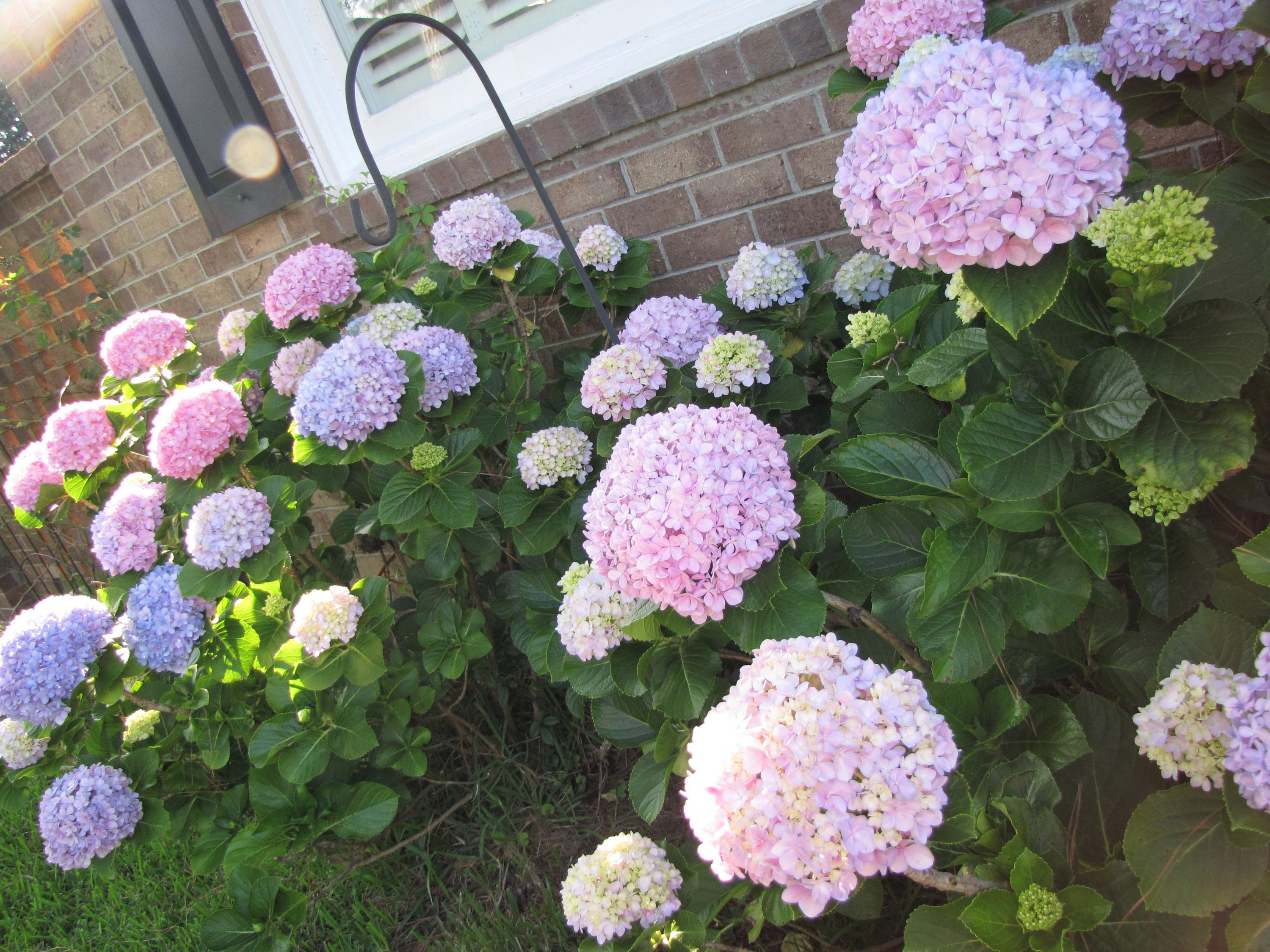 2 Lavington Road Charleston, SC 29407 - Photo 36 of 38 2 lav flowers