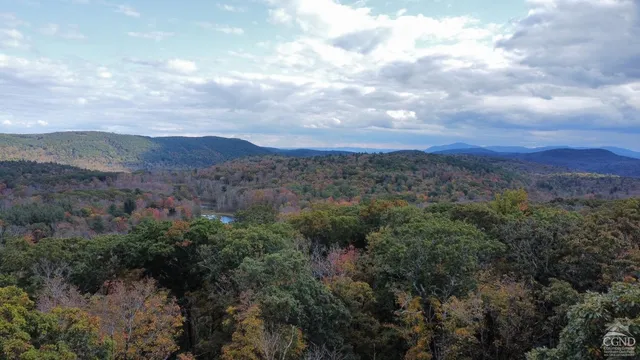 a view of a forest with a street
