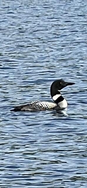 12 Doe Court, Unit 12 Naples, ME 04055 - Photo 14 of 23 IMG_3948