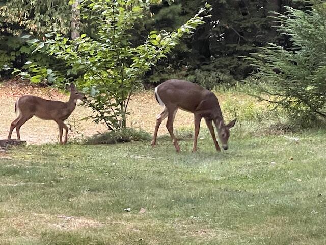 12 Doe Court, Unit 12 Naples, ME 04055 - Photo 18 of 23 IMG_4271