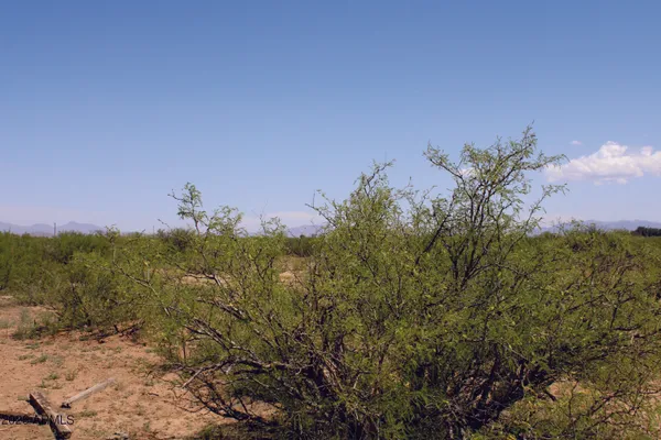 a view of a dry yard with trees in the background