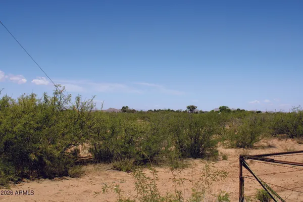 a view of a dry yard with a tree