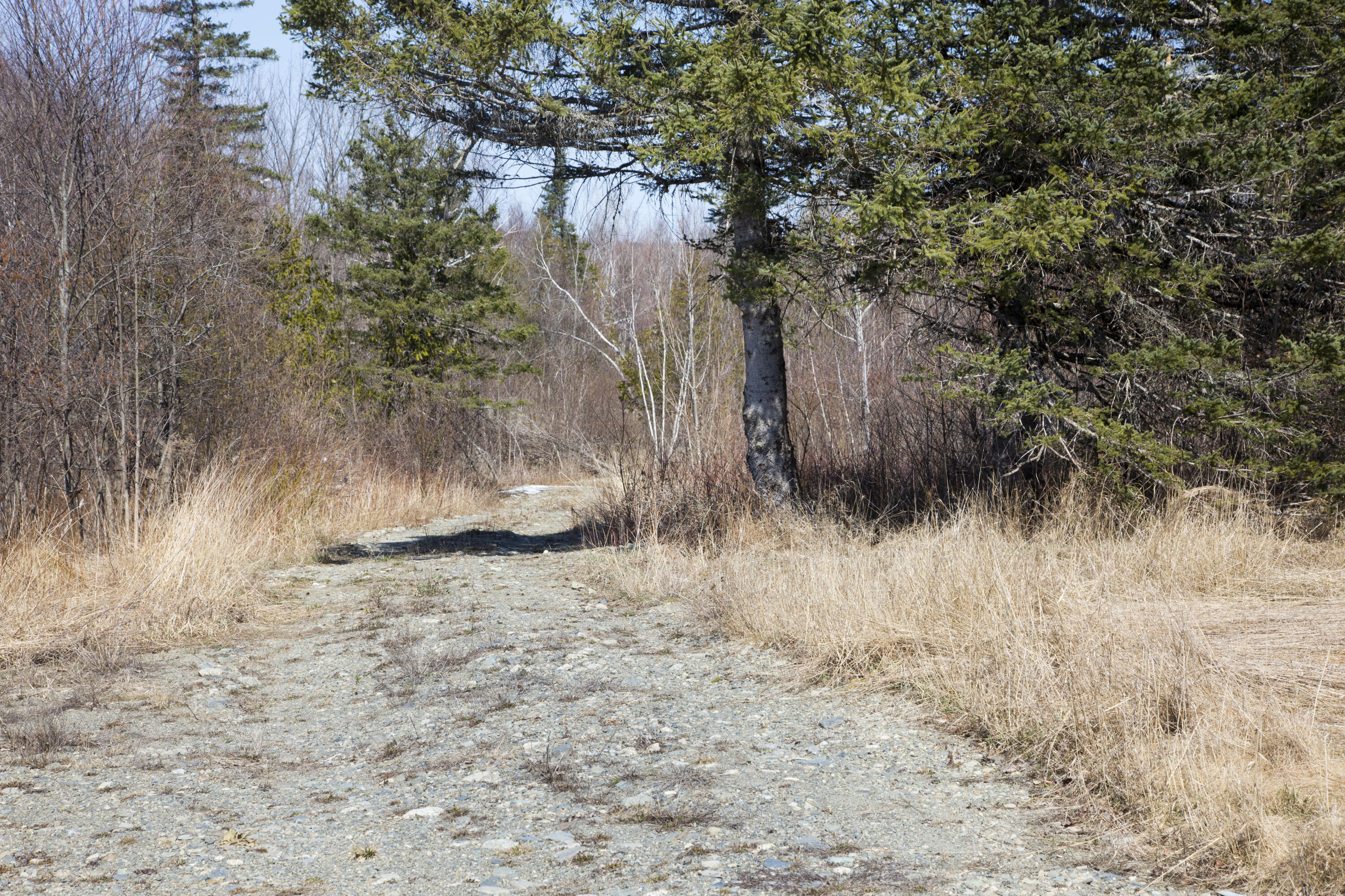 100 North Road Dixmont, ME 04932 - Photo 19 of 25 Road in forest