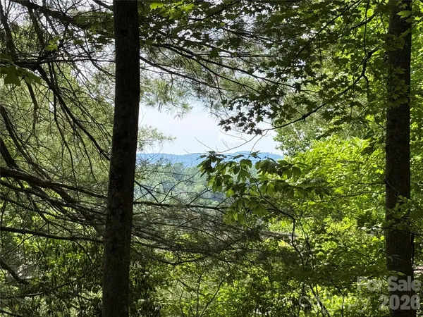 a view of a forest from a tree