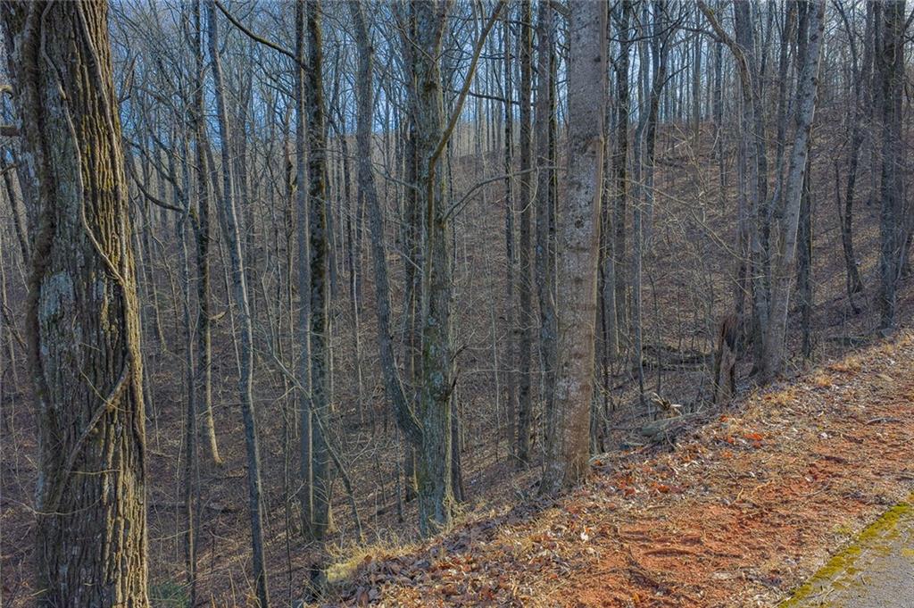 0 High Cliff Road Jasper, GA 30143 - Photo 7 of 10 a view of a forest