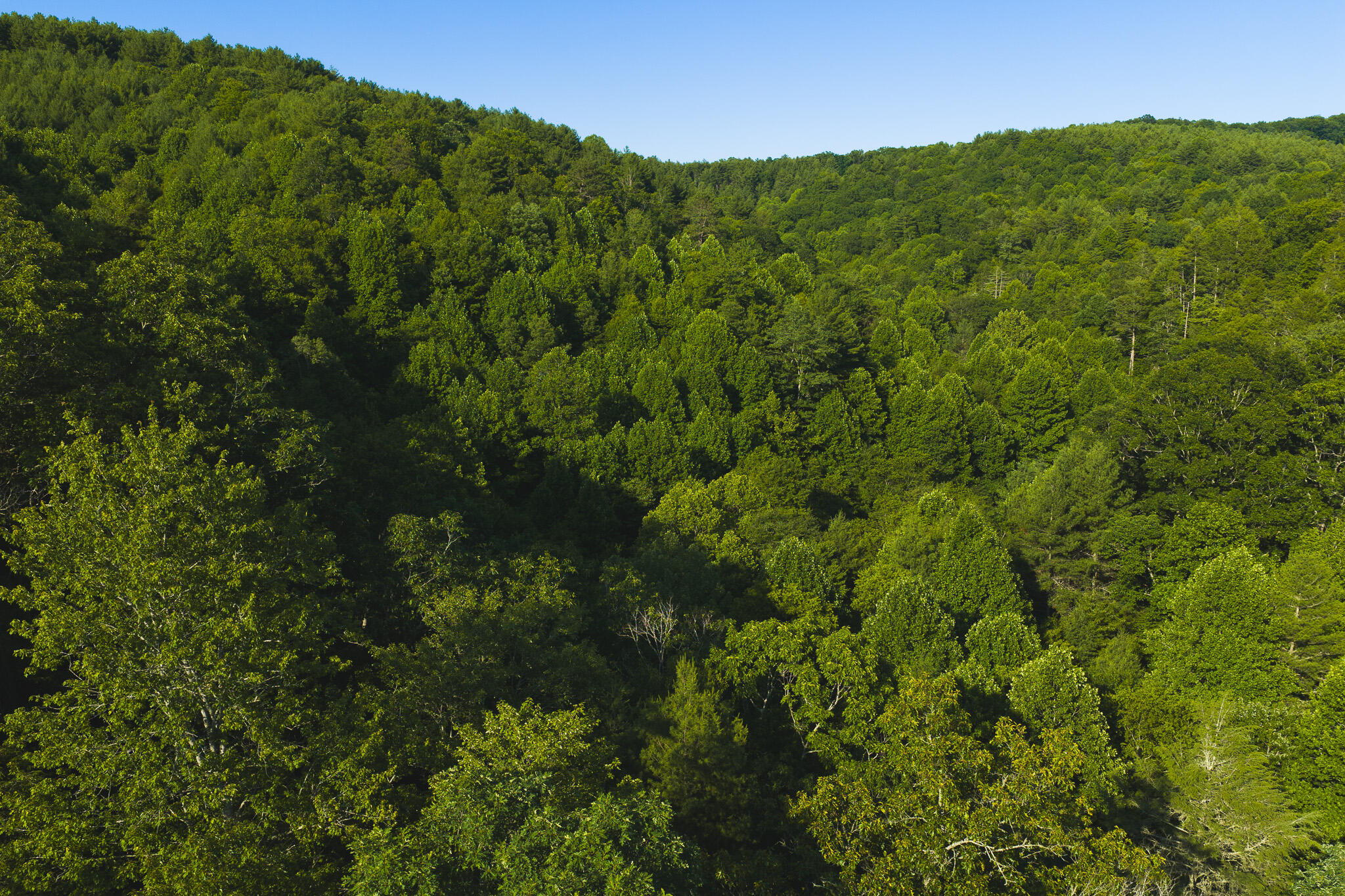 Tbd Sawmill Hill Road Northwest Willis, VA 24380 - Photo 7 of 40 a view of a lush green forest with a mountain