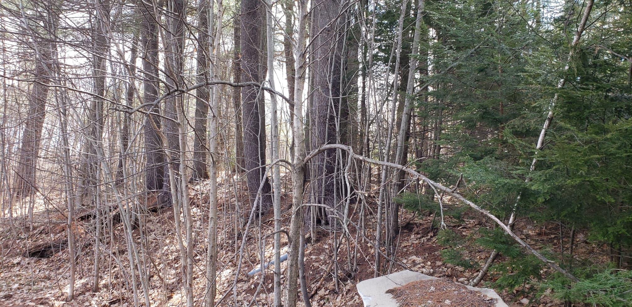 133 Harrison Road Norway, ME 04268 - Photo 5 of 9 58610161_411854752973198_237320894848119