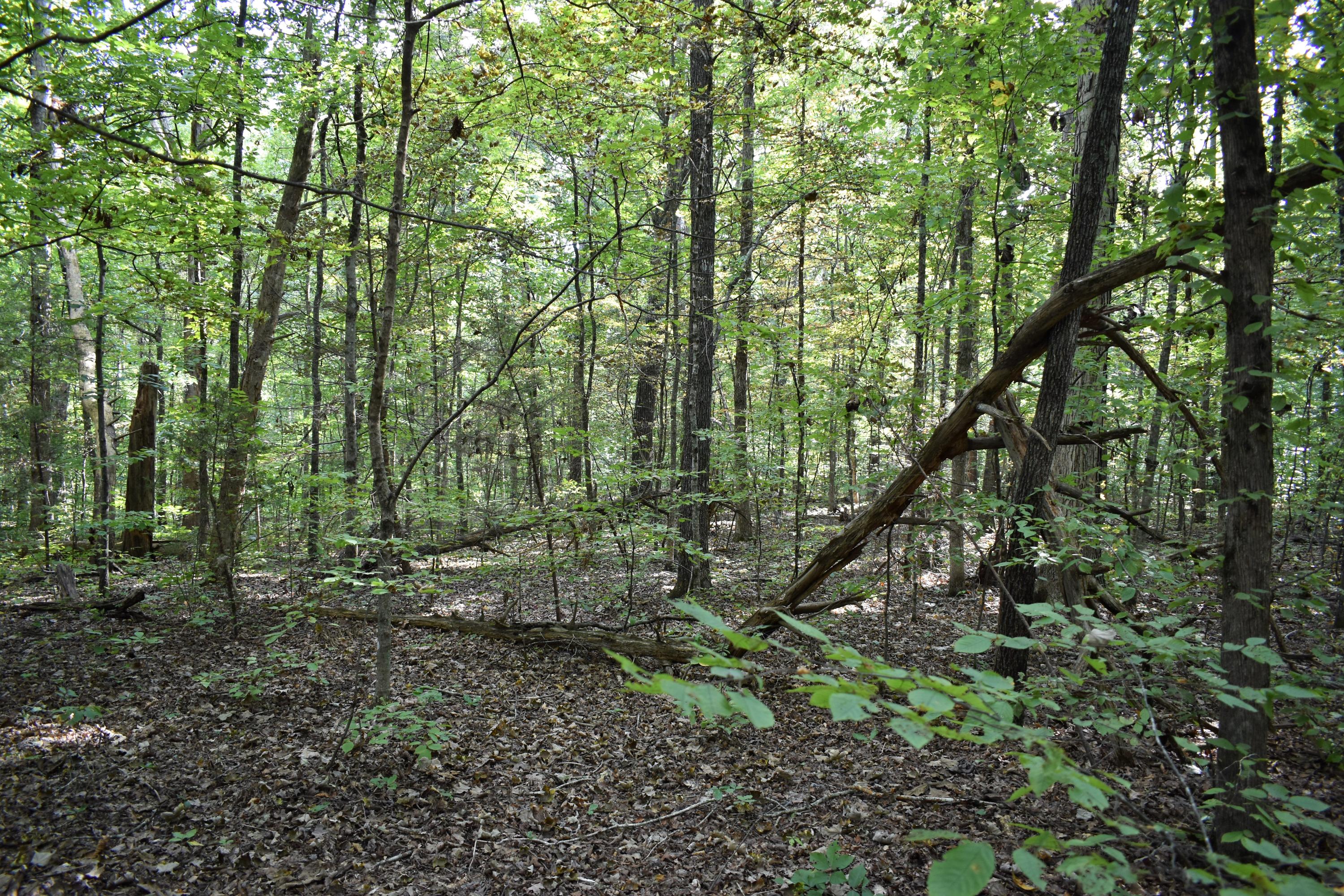 3973 Sevierville Road Maryville, TN 37804 - Photo 3 of 6 DMC_0516