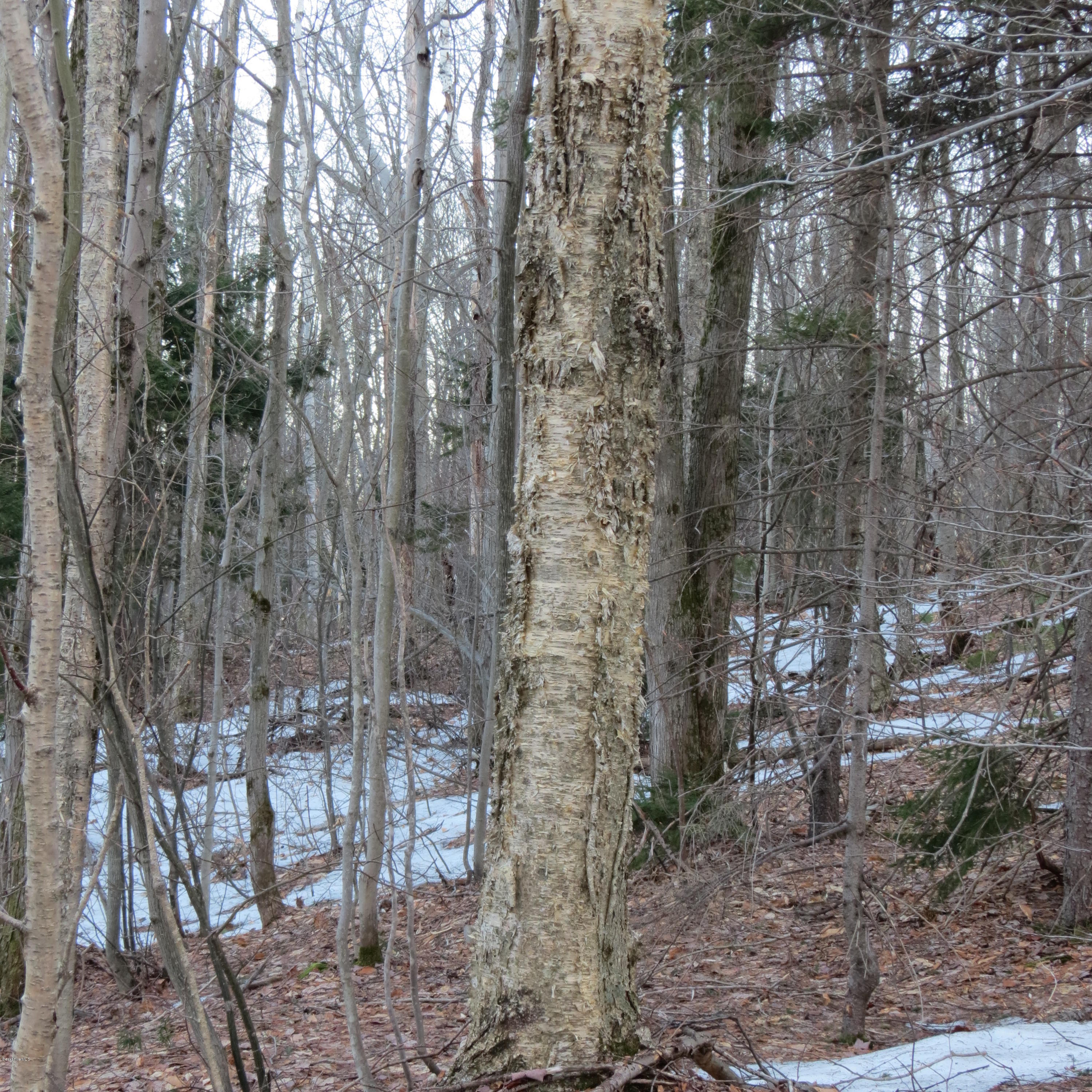 Stryker Road North Adams, MA 01247 - Photo 6 of 10 a view of a forest with large trees