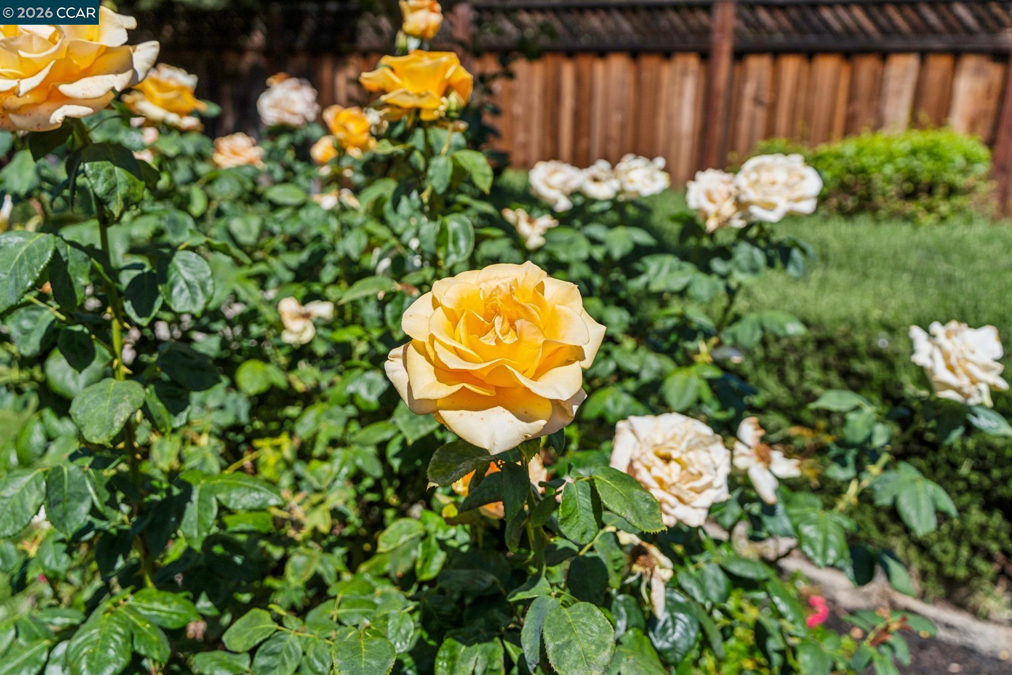 1869 Renee Way Concord, CA 94521 - Photo 82 of 93