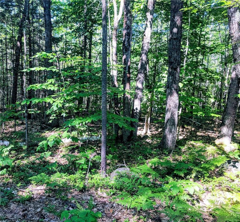 0 Lewis Road Harrison, ME 04040 - Photo 3 of 3 Photo